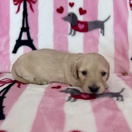 Sweet pea - Cream female Dachshund puppy in Willow Springs, Missouri from Krazy Acre Farm