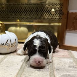 Turkey - Brown male Lagotto Romagnolo puppy in Chicago, Illinois from Midwest Lagotto Romagnolo