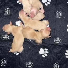 Cream Pmatinum Boy 3 - Cream male Dachshund puppy in Walla Walla Valley, Oregon from English Cream Dachshunds