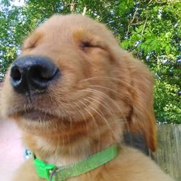 Golden Retriever Puppies from Ginger Snap Golden Retrievers