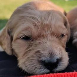 orange - Goldendoodle puppy from Dakota Sky's Goldens