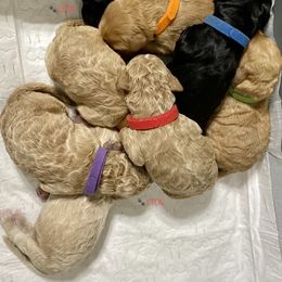 Goldendoodle Puppies from Central Texas Doodle Nest Kennel