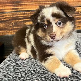 Sun flower - Red merle female Miniature Australian Shepherd puppy in Sulphur, Louisiana from Triple J Aussies and Corgis
