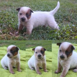 Soleil - Red speckled female Australian Cattle Dog puppy in Gatlinburg, Tennessee from Greenbrier