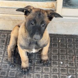 Boy 4 - Belgian Malinois puppy in Arizona from The Malagator House
