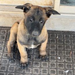 Boy 4 - Belgian Malinois puppy in Arizona from The Malagator House