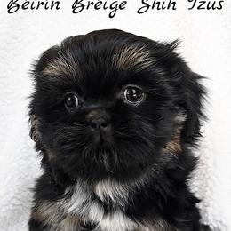 ZURI - Black and tan female Shih Tzu puppy in Las Vegas, Nevada from Beirin Breige Shih Tzus