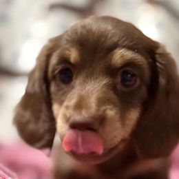 Girl 1 - Chocolate and cream Dachshund puppy in Pacific, Washington from Han&Jan Doxie’s