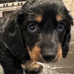 Marty.   Nick name only Jet black full coat of fur and tan - Black and tan male Dachshund puppy in Rhode Island from FOSTERS FRENCHIES and DACHSHUNDS