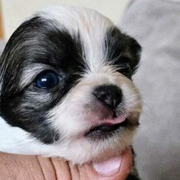 Chihuahuas from Seven Diamond Chihuahua's