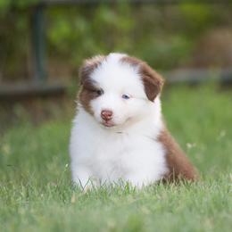 Harmony - Red tri-color female Australian Shepherd puppy in Stephenville, Texas from Diamond H Aussies