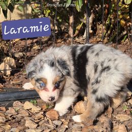 Laramie (Sundown) - Blue merle female Australian Shepherd puppy in Smithfield, Utah from Invictus Farms