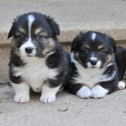 Pembroke Welsh Corgi Puppies from Potato Patch