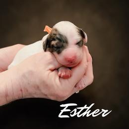 Orange Collar Esther - Merle female Bernedoodle puppy in Camden, North Carolina from Fleury Farm Doodles NC