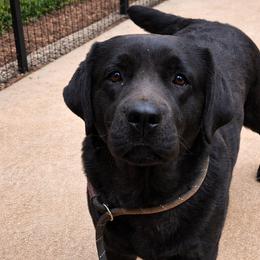 Lucy - Black female Labrador Retriever puppy in Braselton, Georgia from Bel Amour