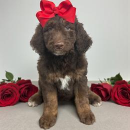 Caroline - Phantom female Goldendoodle puppy in Prosperity, Pennsylvania from Stelladoodles & Company