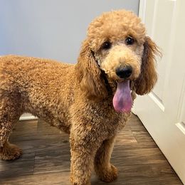 Stella - Bernedoodle