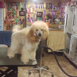Poodle Puppies from Shiann Poodles