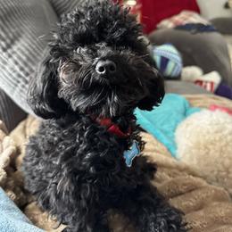 Poodle Puppies from Singing Sands Poodles
