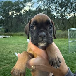 London - Fawn female Boxer puppy in Jamesville, New York from Reynolds Homestead Boxers