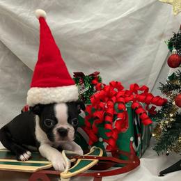 Klaus - Black and white male Boston Terrier puppy in Star, North Carolina from Meatloaf's Boston
