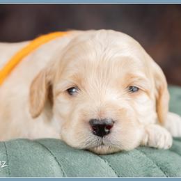 Damian - Red male Cockapoo puppy in Connersville, Indiana from Deaz Doodle Ranch