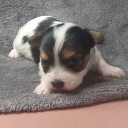 Girl 1 - Black gold and white female Shorkie puppy in Boca Raton, Florida from Tina-Marie's Pups