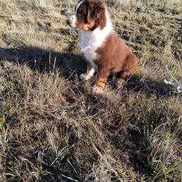 Australian Shepherd Puppies from Diane's Australian Shepherds