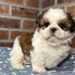 Malcom - Red and white male Shih Tzu puppy in Morrisville, Missouri from Sweetbriar Shih Tzu