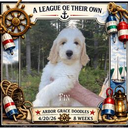 Fin - Parti male Goldendoodle puppy in North Conway, New Hampshire from Arbor Grace Doodles