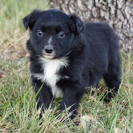 Thea - Black & white female Miniature Australian Shepherd puppy in Evant, Texas from Lazy VT Bar Ranch