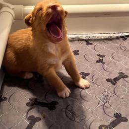 Nova Scotia Duck Tolling Retriever Puppies from RisingSon Nova Scotia Duck Tollers and Bullmastiffs