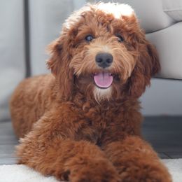 Penny - Goldendoodle