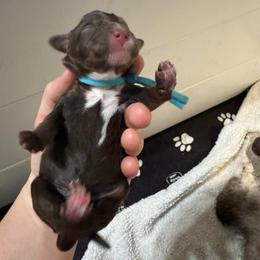 Ace - Brown and white male Bernedoodle puppy in Concord, California from Golden State Good Dogs