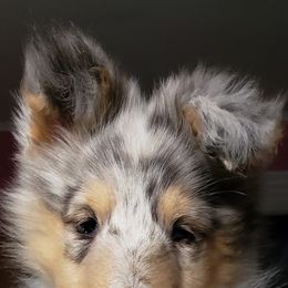 Collies from Kimegan Collies