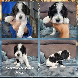 Christopher Robin - Black white and tan male Cockapoo puppy in Zanesville, Ohio from Oodles of Doodles & Poos