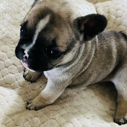 French Bulldog Puppies from Stuudmuffinfrenchies