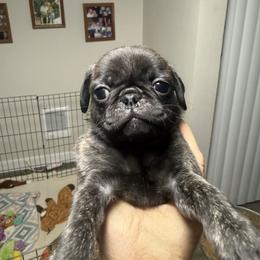 Girl 2 - Silver female Pug puppy in Salem, Oregon from Loda's Pugs