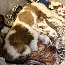 Cavapoo puppies from Elway’s Cavapoo’s