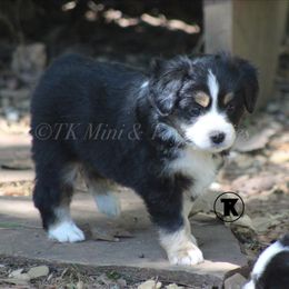 Australian Shepherd, Miniature Australian Shepherd, and Toy Australian Shepherd Puppies from TK Standard, Mini, & Toy Aussies