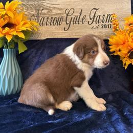 Spur - White and red male Border Collie puppy in Moody, Texas from Narrow Gate Farm