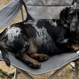 Dachshunds and Poodles from Stocktons Doxies & Poodles