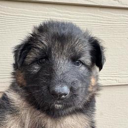 Wendy - Black and red female German Shepherd puppy in Graham, Washington from Wildeflecken Shepherds