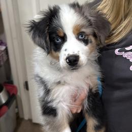Miniature Australian Shepherd Puppies from Acton Aussies