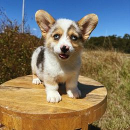 Eve - Blue merle and white female American Corgi puppy in Inverness, Florida from Canaan Farm Corgis