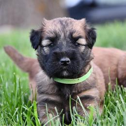 Lollipop - Wheaten female Soft Coated Wheaten Terrier puppy in Kirksville, Missouri from BellSharps Australian Shepherds
