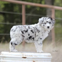 Australian Shepherd Puppies from Broken Arrow Australian Shepherds