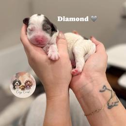 Diamond - Merle male Bernedoodle puppy in Benton, Arkansas from Cozy Creek Doodles