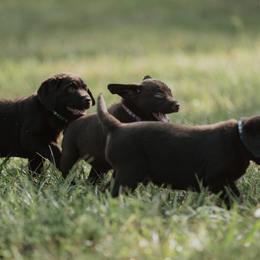 Labrador Retriever Puppies from Lonestar Labradors C&E