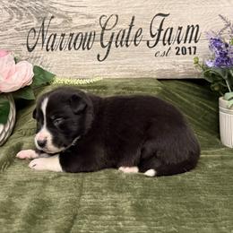 Crockett - Black and white male Border Collie puppy in Moody, Texas from Narrow Gate Farm
